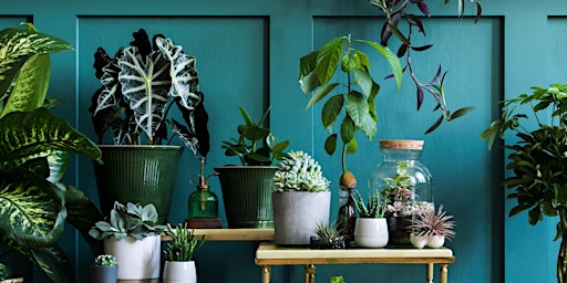 Beginners Guide to Indoor Plants primary image