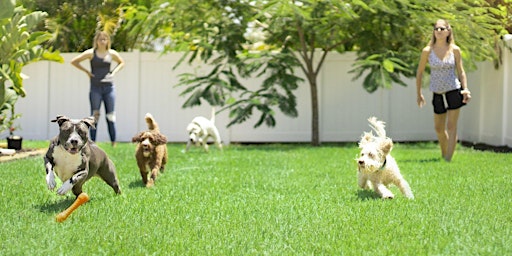 Imagem principal de Doggy Play Date at Chatfield Dog Park