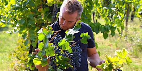 Immagine principale di Grape Harvest, Grape Stomping and lunch on the Berici Hills of Vicenza 