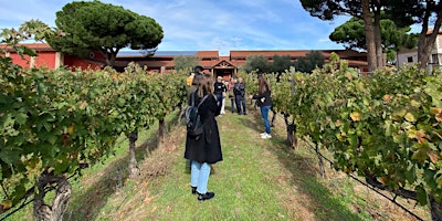 Madrid: Winery visit & tasting - just 35 minutes from the centre primary image
