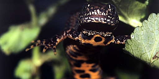 Primaire afbeelding van Great Crested Newt Talk (ECC2806)