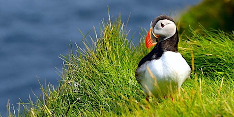 Puffin & Lighthouse Photography Workshop Walk on Anglesey