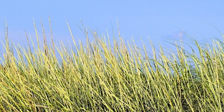 Image principale de Maine’s Saltwater Wetlands Under Pressure