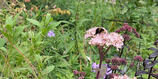 Primaire afbeelding van Not Just my Garden: Nurturing a Shared Ecosystem