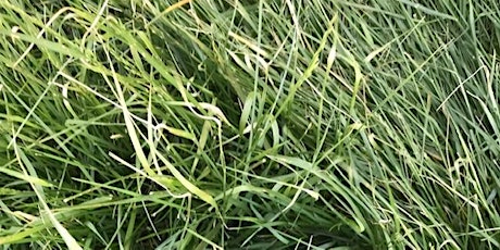 Managing Fescue Pastures and Hayfields primary image