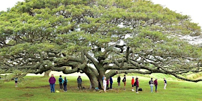 Imagen principal de Healing Trees at Hui Noʻeau