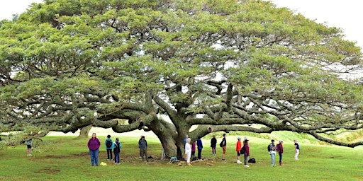 Healing Trees at Hui Noʻeau