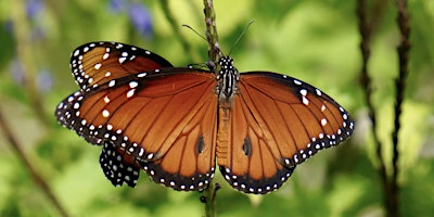 Field Guide to Butterflies of Monterey County primary image