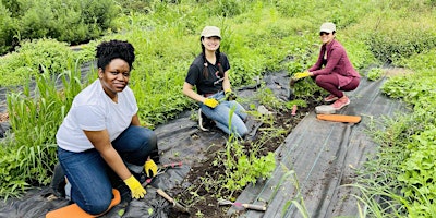 Primaire afbeelding van Saturday Volunteer & Learning Day on the Souper Farm 4/6