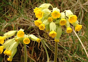 Walking with Cowslips primary image