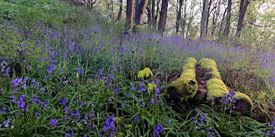 Immagine principale di Spring Walk  at Hackfall, nr Masham, North Yorkshire. 