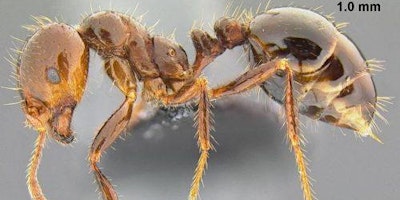 Fire Ant Control primary image