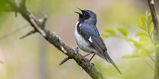 Imagem principal do evento The Harmony of Bird Song Webinar