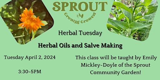 Imagen principal de Herbal Tuesday: Infused Oils and Salve Making