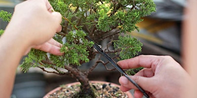 Image principale de Juniper Bonsai Build