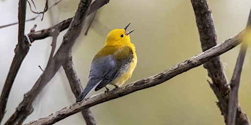 Imagem principal do evento Magee Marsh