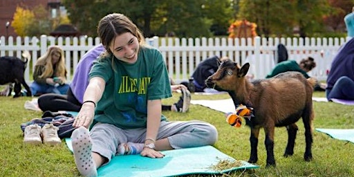 Imagem principal do evento Goat Yoga at Hunton Forest