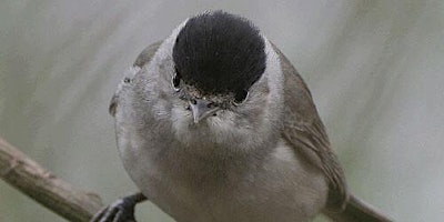 Dawn Chorus Bird Watch