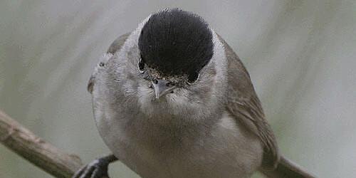 Hauptbild für Dawn Chorus Bird Watch