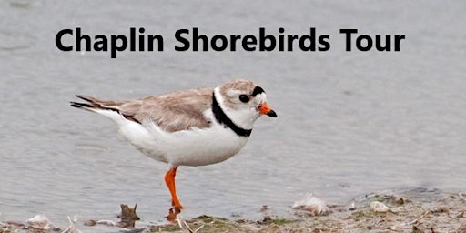 Chaplin Shorebirds Tour primary image