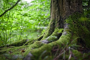 TALLER DE CONSTELACIONES FAMILIARES  primärbild