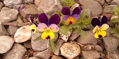 Imagen principal de Atelier de dessin d'après photos de plantes!