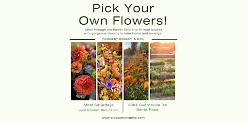 Hauptbild für Pick Your Own Flowers