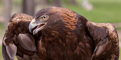 Rocky Mountain Raptor Program Presentation at HPEC primary image