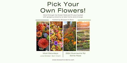 Imagem principal do evento Pick Your Own Flowers