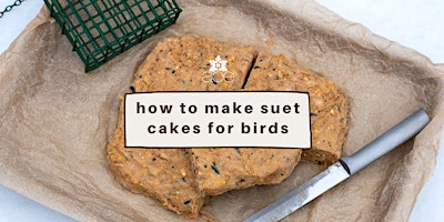 Primaire afbeelding van How to Make Suet Cakes for Birds