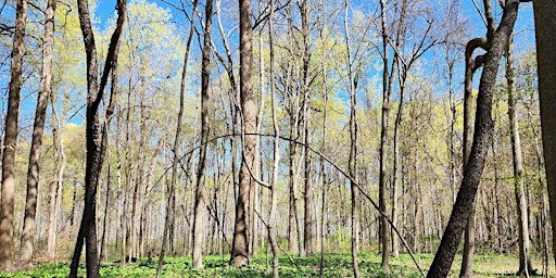 Cleanup at Burnett Woods in Avon