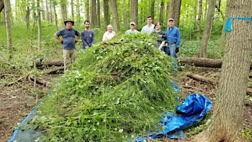 Garlic Mustard Pull at Meltzer Woods in Shelby County 4.23