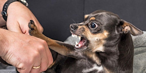 Imagem principal de Canine Aggression and Bite Prevention