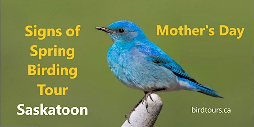 Mother's Day - Signs of Spring Birding Tour