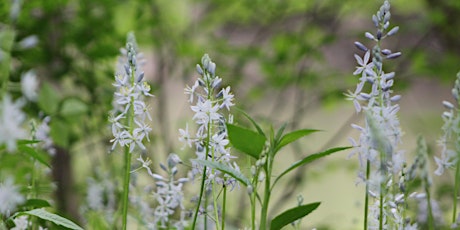 Wildflower walk at Oliver’s Woods with White River Docents