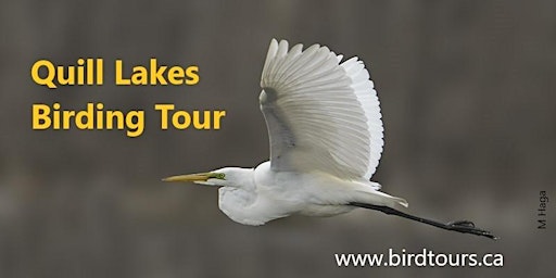 Imagem principal de Quill Lakes Birdwatching Tour