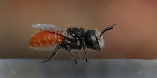 Primaire afbeelding van NaturallyGC :Bee-utiful Native Stingless Bees