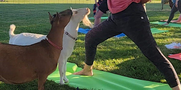 Goat Yoga at Fallin' Pine Farm