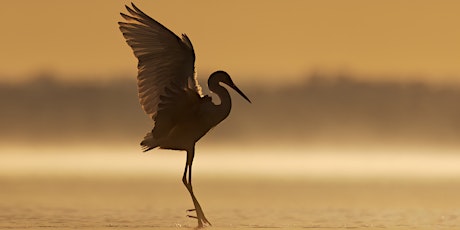 Shelley Pearson Bird and Wildlife Photographer at Old Midland Courthouse