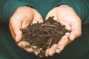 Imagen principal de Worm Farming - Food for Thought Workshop