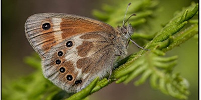 Primaire afbeelding van Dragonflies and Butterflies walk