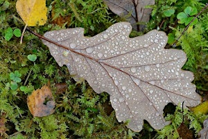 Photography - Fungi & the Autumn Colours primary image