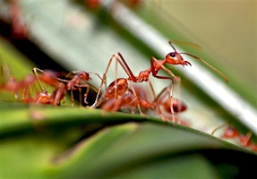 Imagen principal de Insect Societies