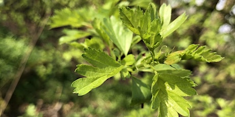 Introduction to Foraging