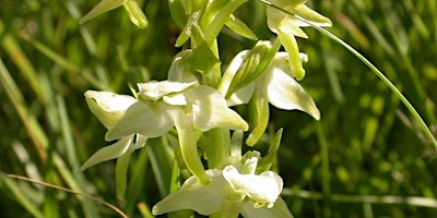 Imagem principal de The Big Butterfly Orchid Count