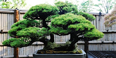 Imagem principal do evento Outdoor Bonsai