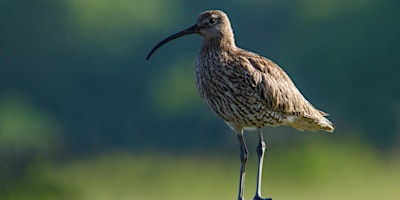 Imagem principal de An Afternoon Talk about Curlew Recovery in the Clwydian Range AONB