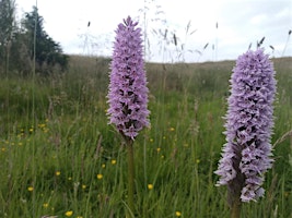 Primaire afbeelding van Wildflower Wander Guided Walk - grade moderate