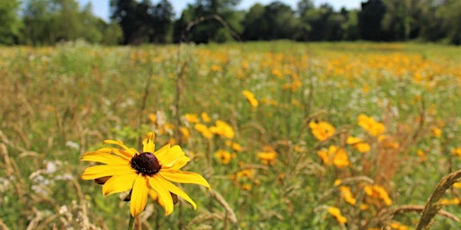 Hauptbild für Wildflower Walk