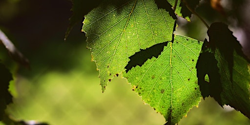 Walk & Talk: Summer Tree ID primary image